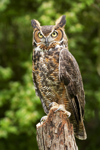 Illustration for article titled How do owls twist their heads all the way around without dying? At last we know.